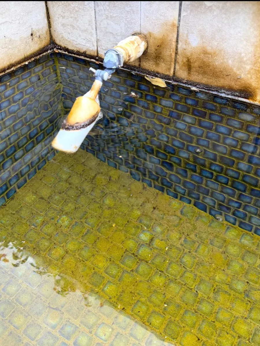Pool tile with calcium and algae buildup before tile cleaning